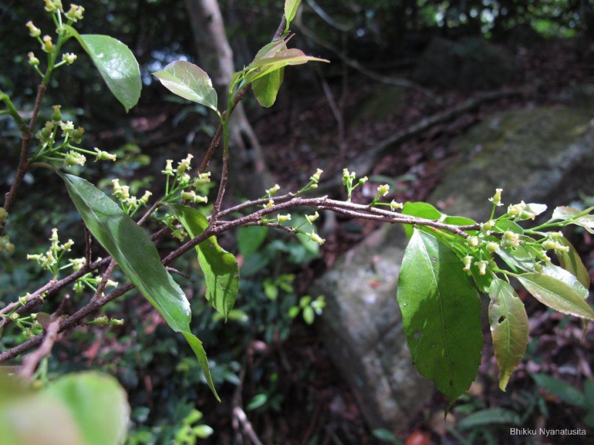 Flacourtia jangomas (Lour.) Raeusch.